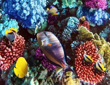 Des loutres dans la ville