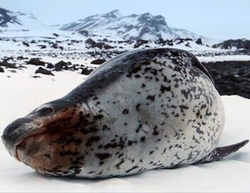 Antarctique : Le continent blanc en mutation