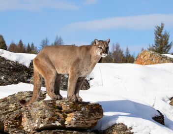 Retour à l'instinct primaire : Alaska