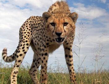 Serengeti, la grande cavalcade des animaux