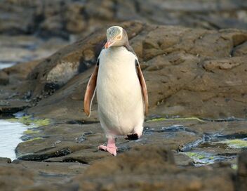 Nouvelle-Zélande : les animaux du bout du monde