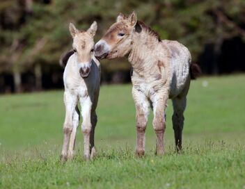 Démocraties animales