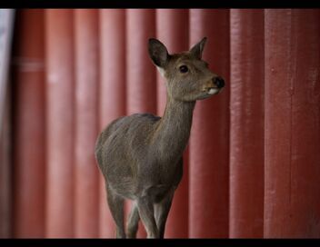 Japon, un nouveau monde sauvage