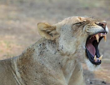 Une année sauvage autour de la Terre