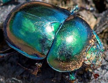 La grande parade des insectes