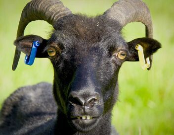 La vie cachée des animaux de la ferme