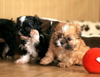 Trop mignons nos compagnons