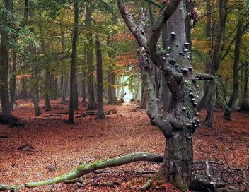 Voyage au coeur de nos forêts