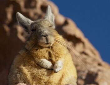 Planète animale