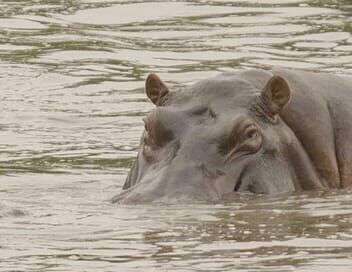 Les hippopotames de Pablo Escobar