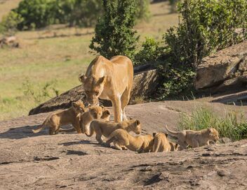 Quand les hyènes défient les lions