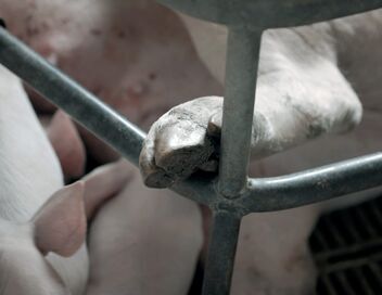 Qui peut-on manger ?