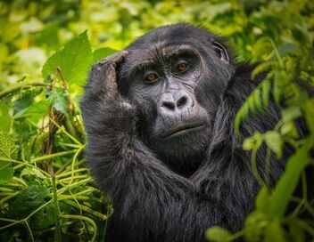 Au coeur du zoo le plus beau du monde