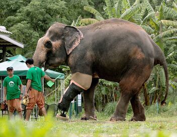 Thaïlande, l'hôpital des éléphants