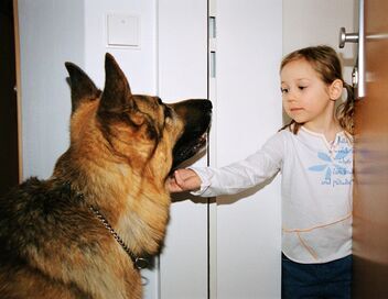 Rex, chien flic