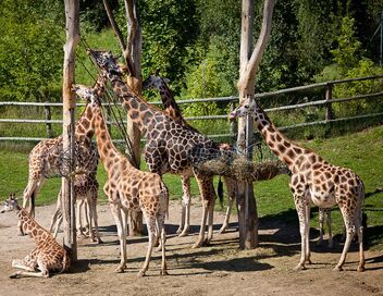 Une saison au zoo