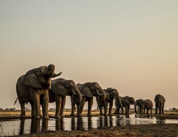 Okavango : Le fleuve des rêves