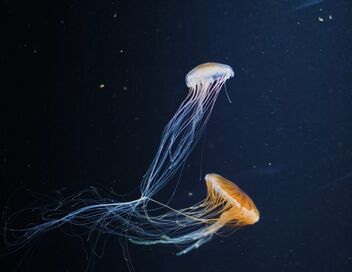 Nausicaá, dans les coulisses du plus grand aquarium d'Europe
