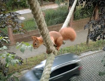 Attention ! Passage d'animaux : Quand la faune croise nos routes