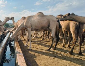 Kenya, le pari du lait de chamelle