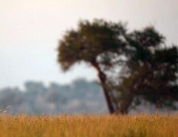 Invitation au voyage