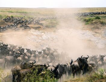Rivière Mara, quand les sabots se taisent : Le berceau de la savane