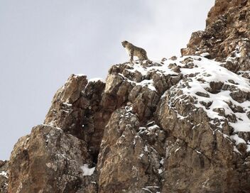 La panthère des neiges
