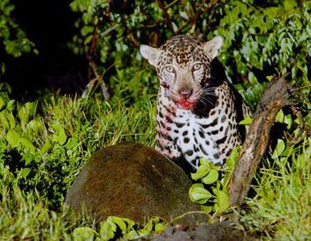 Les animaux, sauveurs des forêts tropicales