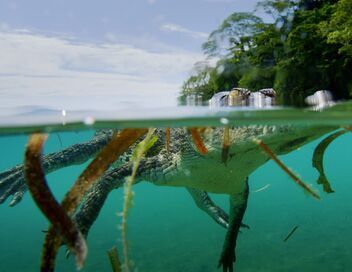 Les prédateurs de la Grande Barrière de corail