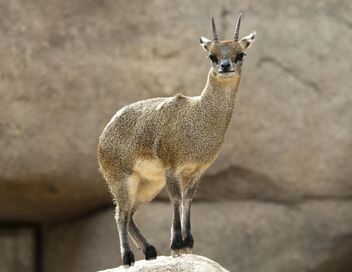 Au coeur du zoo le plus beau du monde