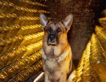Rex, chien flic