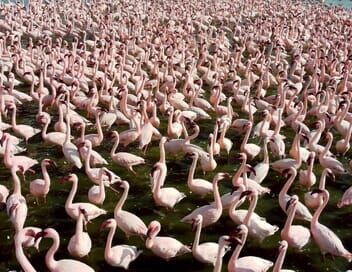 Serengeti, la grande cavalcade des animaux