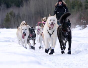 Musher, l'appel de l'Alaska