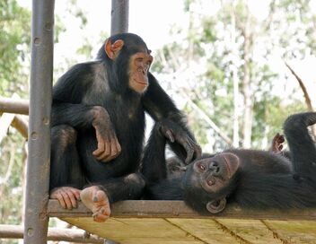 Jane Goodall au secours des chimpanzés du Congo