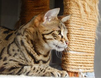Hell's Cat : mon chat est un cauchemar