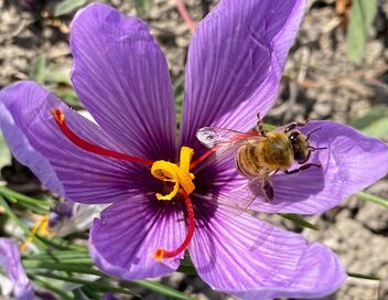 Les sanctuaires d'épices