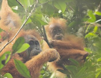 Primates, affaires de famille