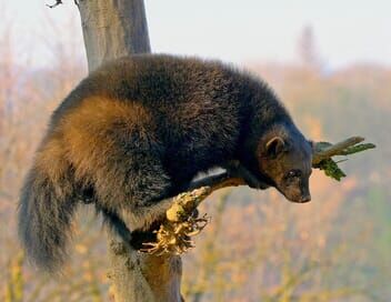 Les animaux sauvages d'Europe