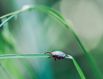 La pègre animale : La vie secrète des parasites