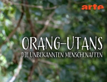 Orangs-outans : nos frères de la forêt