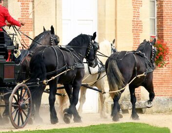Percheron, le retour du cheval de trait