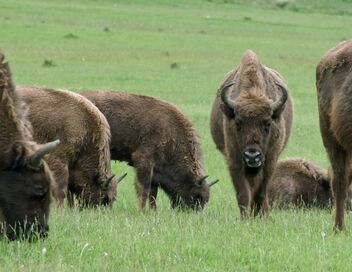 Démocraties animales
