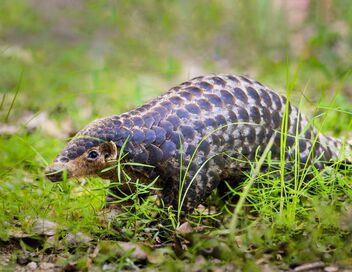 Baishanzu, un sanctuaire pour la biodiversité