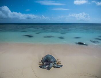 Une année sauvage autour de la Terre