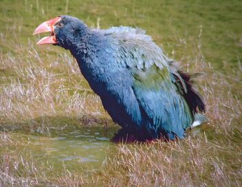 Nouvelle-Zélande : embarquement pour un voyage inédit