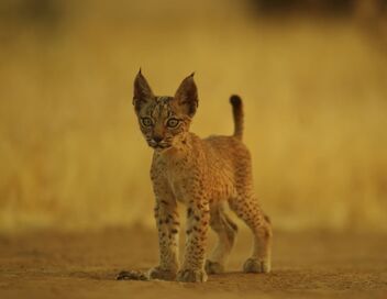 Chats et chiens sauvages