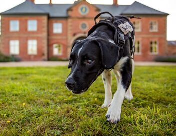 La dog Académie