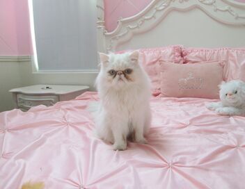 Hell's Cat : mon chat est un cauchemar