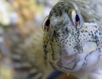 Le grand cirque des marées