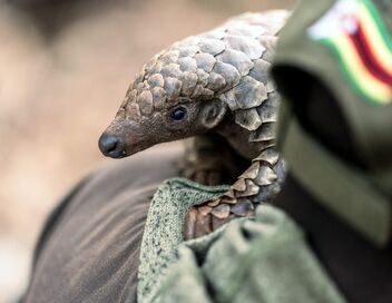 Mission pangolin : Retour à la vie sauvage